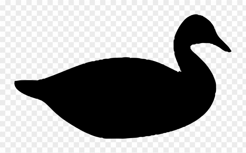 Swan Donald Duck Mallard Daisy PNG