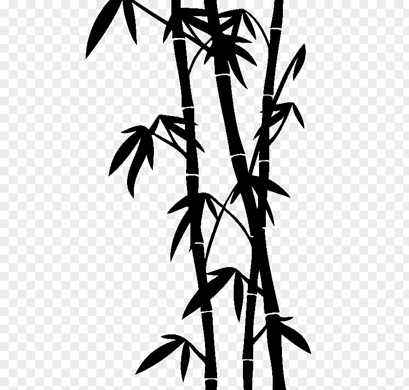 Tige Tropical Woody Bamboos Drawing Stock Photography PNG