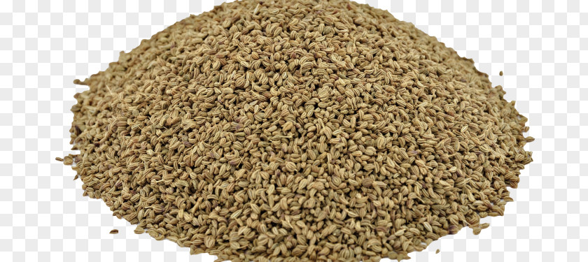 Ajwain Spice Herb Cultivator Natural Products Pvt. Ltd. Carminative PNG