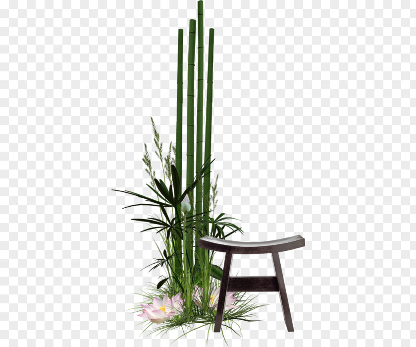 Bamboo Shoot. Flowerpot Grasses Plant Stem PNG