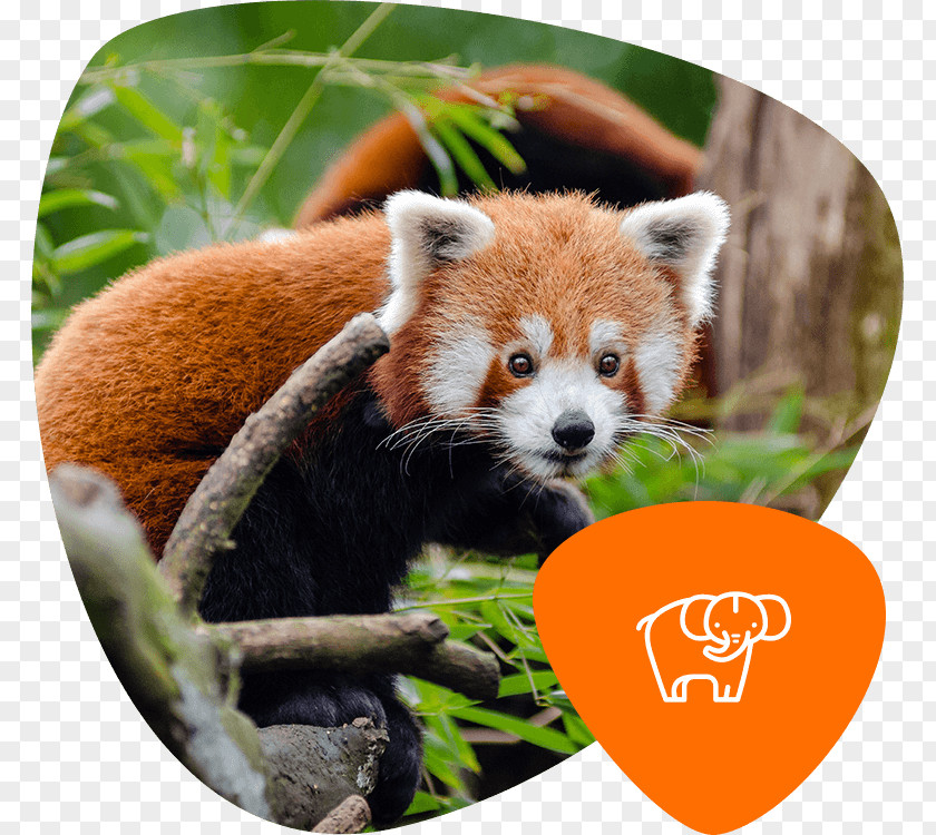 Bird Red Panda Giant Endangered Species Planckendael PNG