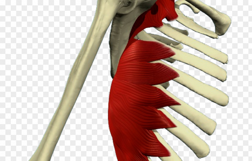 Los Huesos Del Cuerpo Humano Serratus Anterior Muscle Posterior Inferior Muscular System Superior PNG