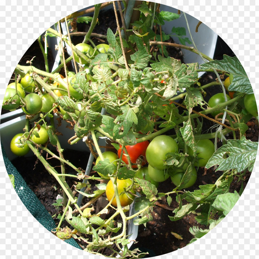 Organic Trash Bush Tomato Green Waste Compost Food PNG