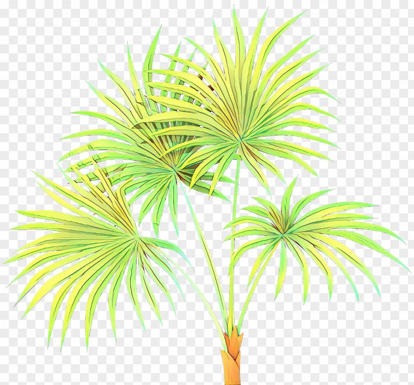 Asian Palmyra Palm Date Trees Line Leaf PNG