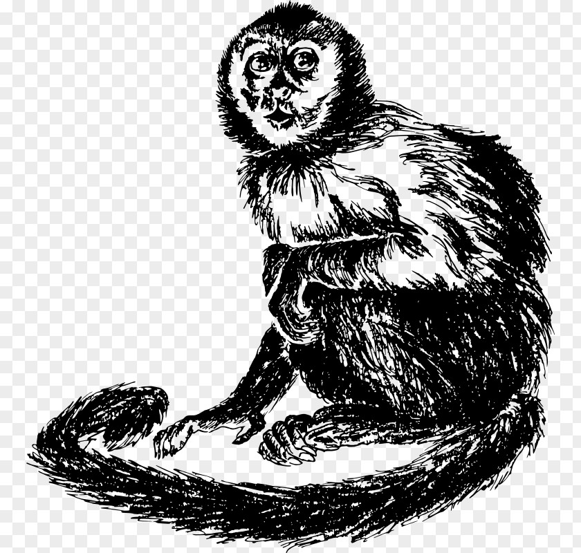 Cat Capuchin Monkey South America Drawing PNG