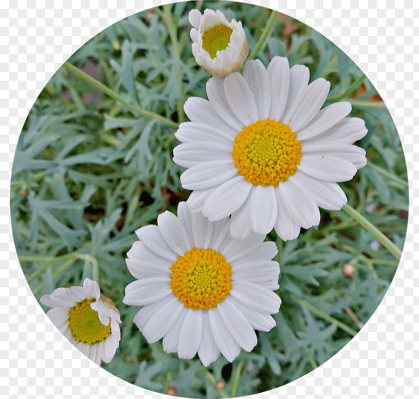 Chrysanthemum Common Daisy Oxeye Marguerite Petal PNG