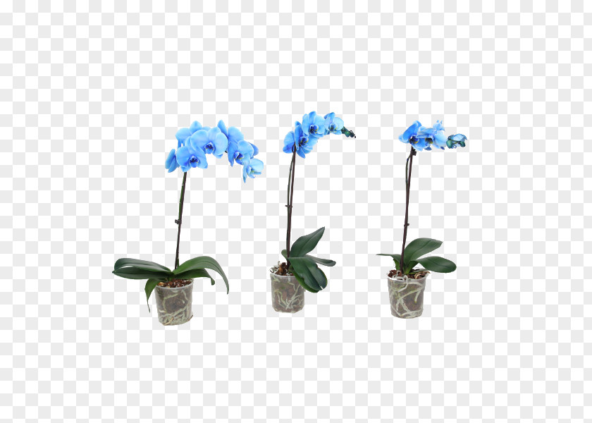 Plants Moth Orchids Blue Impatiens Houseplant PNG