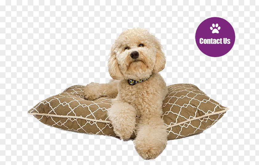 Puppy Cockapoo Goldendoodle Labradoodle Dog Breed PNG