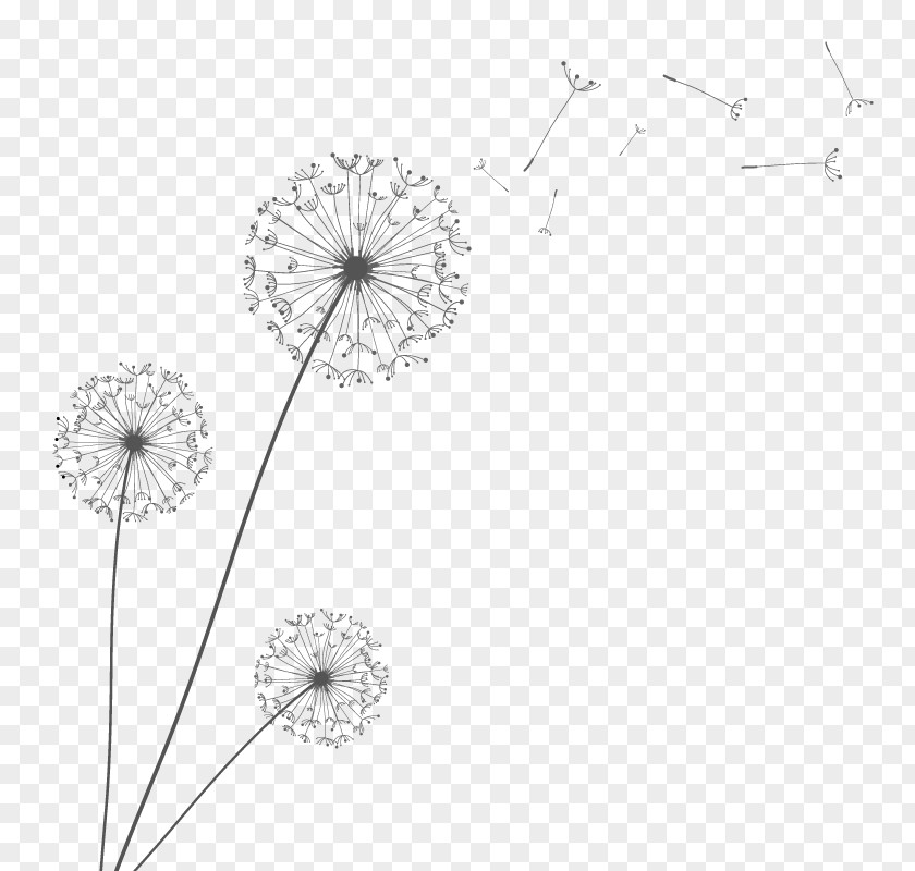 Vector Dandelion Euclidean PNG