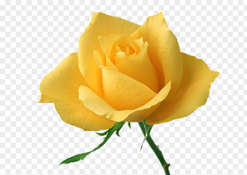 Yellow Rose Flower Wallpaper PNG