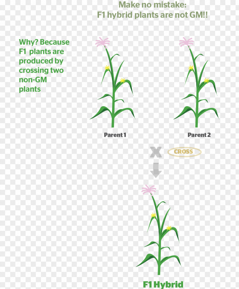 A Brief Expression F1 Hybrid Seed Plant Genetics PNG