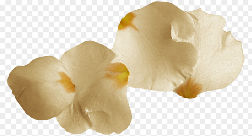 Gold Petal Flower Digital Image PNG