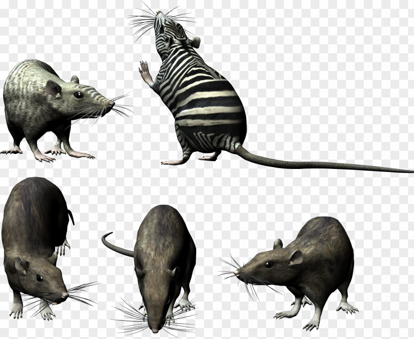 Mouse Animal Computer Rat Clip Art PNG