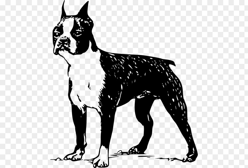 Norfolk Terrier Boston Bull French Bulldog Jack Russell PNG