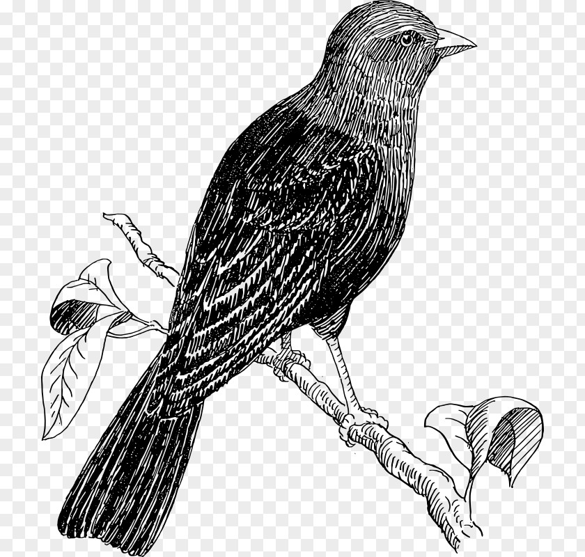 Perched Raven Overlay Bird Cuckoos Drawing Clip Art PNG