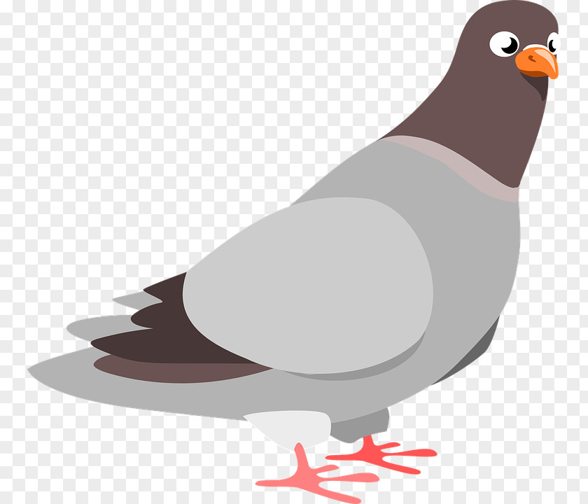 Pigeon Clipart Columbidae Domestic Clip Art PNG