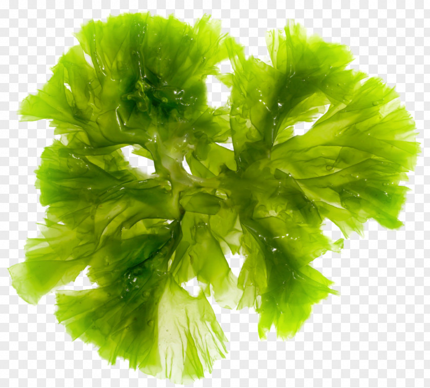 Weed Brown Algae Seaweed Green Red PNG