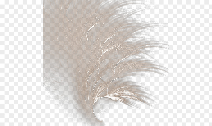 White Feathers Feather Icon PNG