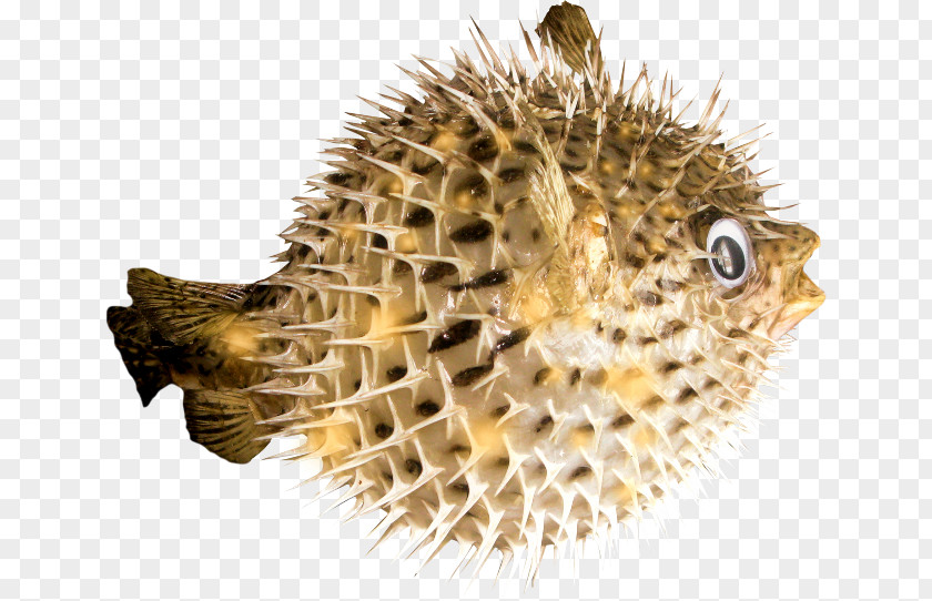 Fish Sea Urchin Honeycomb Cowfish Clip Art PNG