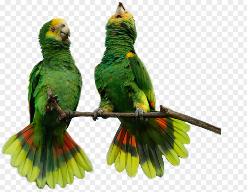 Macaws Nest Lovebird Macaw Parakeet Feather Pet PNG
