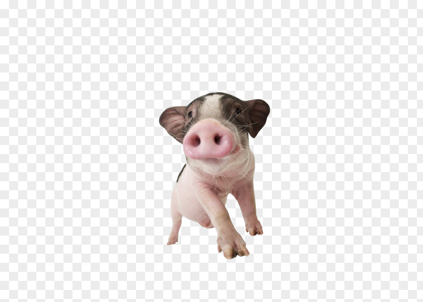 Pet Pig PNG pig clipart PNG