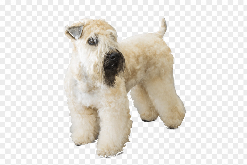 Puppy Soft-coated Wheaten Terrier Wire Hair Fox Lakeland Kerry Blue PNG