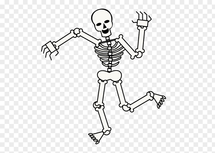 Skeleton Human Drawing Cartoon Skull PNG