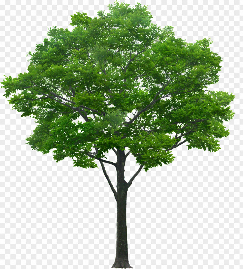 Tree Architectural Rendering Architecture PNG