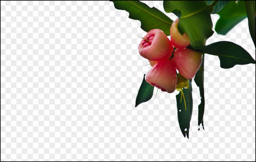 Wax Apple Tree Picture Material Crisp Java Fruit PNG