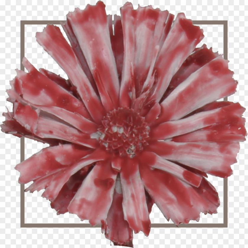 Africa Sugarbushes Red Cut Flowers Green PNG