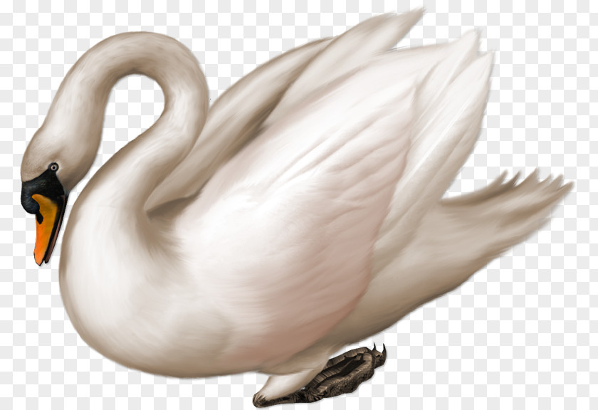 Goose Black Swan Bird Clip Art PNG