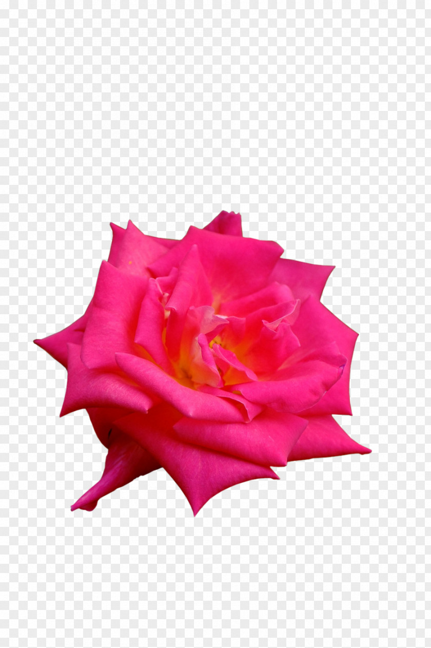 Rose Garden Roses Petal Cut Flowers PNG