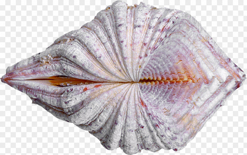 Shells Cockle Seashell Oyster Clam Conchology PNG