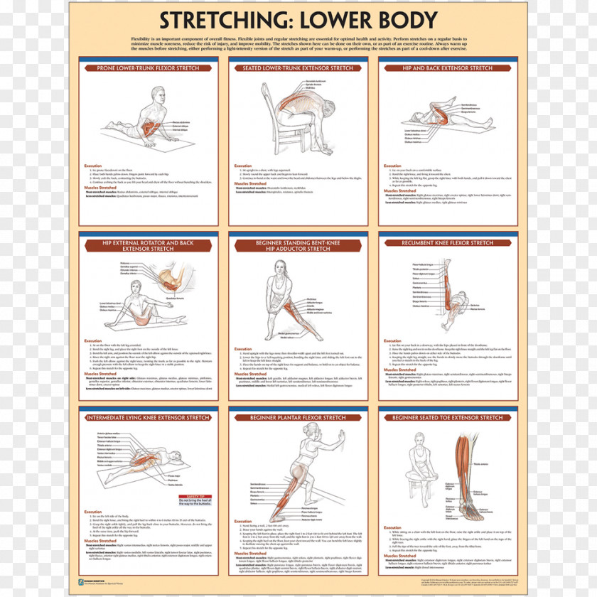 Sport Poster Stretching Paper Exercise PNG