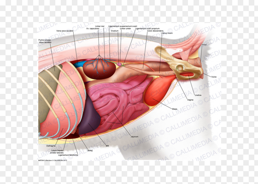 Abdomen Anatomy Muscle Human Body PNG