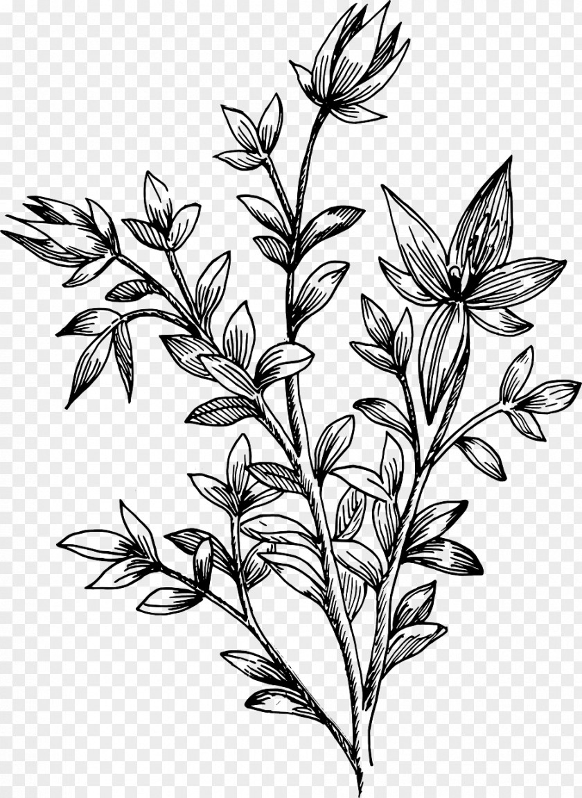 Drawing Flower Leaf PNG
