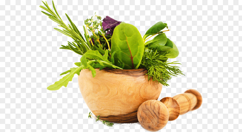 Herbal Plants Ayurveda Medicine Herb Health Medicinal PNG