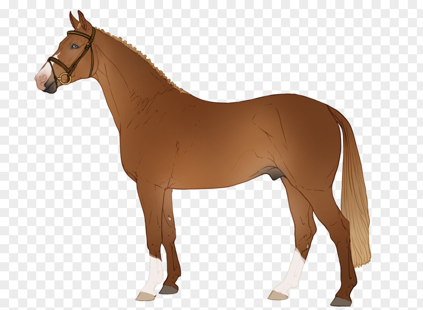 Mustang Arabian Horse Pony Stallion Foal PNG