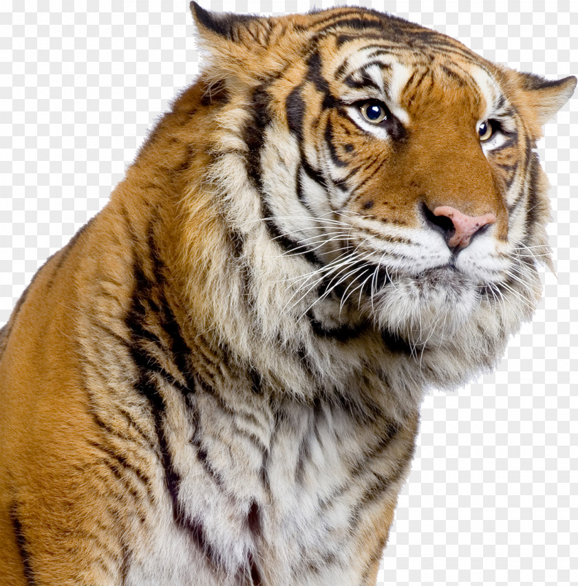 Tiger Amazing Animals: Tigers Of The World: Science, Politics And Conservation Panthera Tigris Forever: Saving World's Most Endangered Big Cat PNG