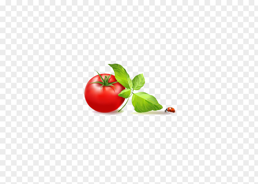 Tomato Le Relais Saint Clair Vegetable PNG