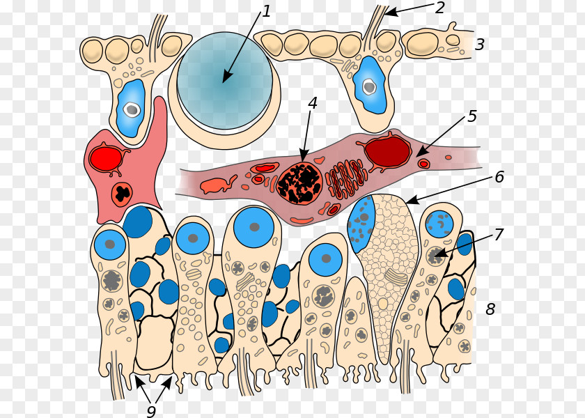 Anatomy Placozoa Trichoplax Comb Jellies Organism Phylum PNG