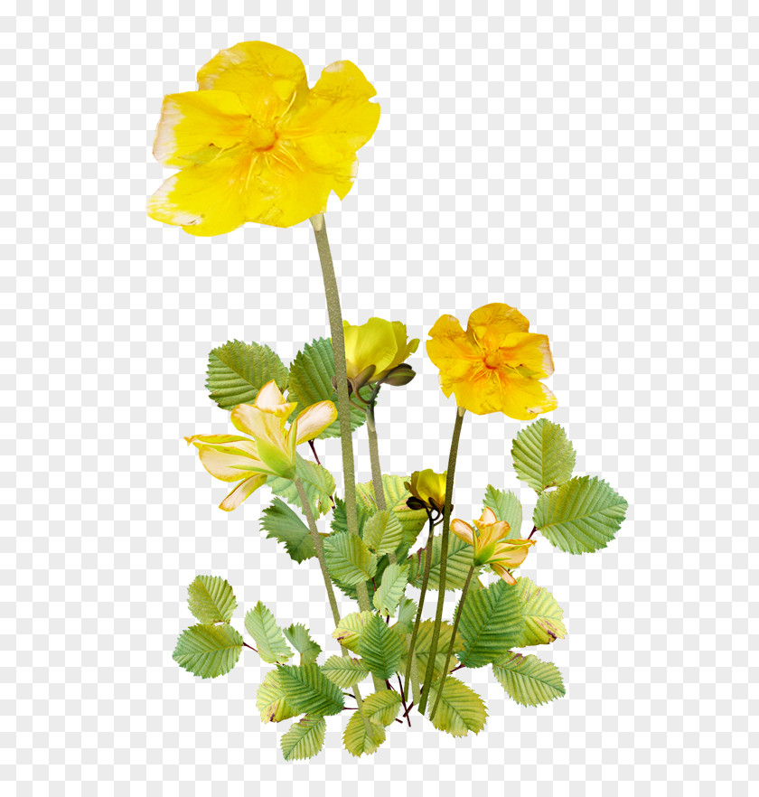 Flower Chamomile Clip Art PNG