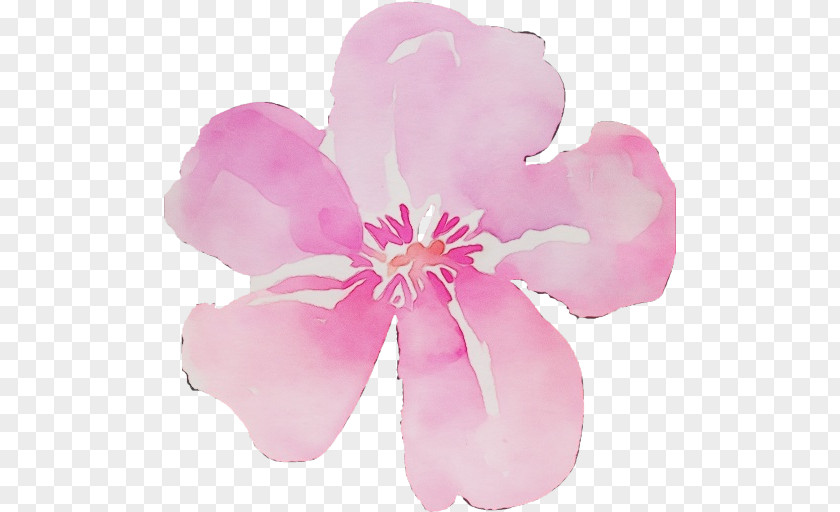 Blossom Magnolia Family Watercolor Pink Flowers PNG