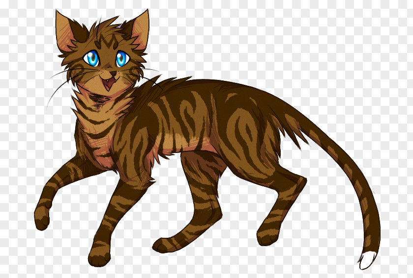 Kitten Tabby Cat Whiskers Wildcat Havana Brown PNG