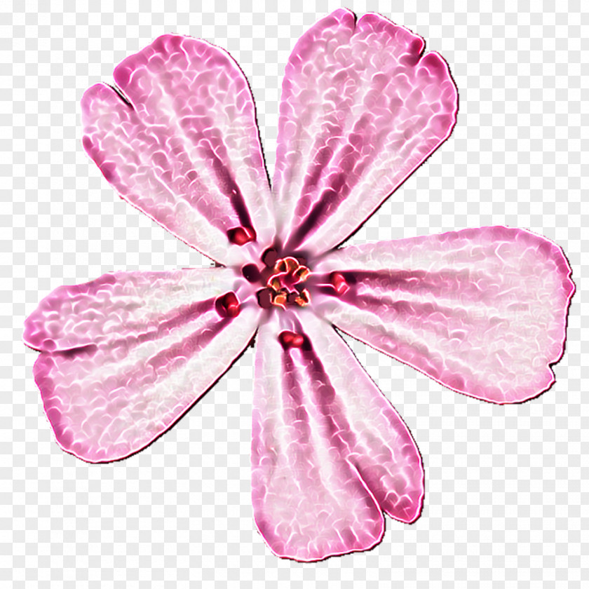 Pinterest Background Petal Pink M Cut Flowers P!nk PNG