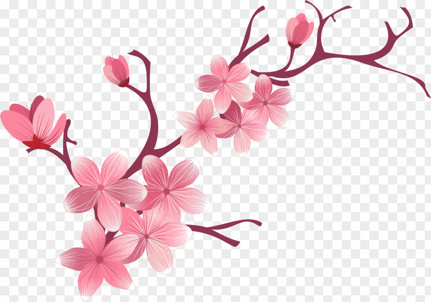 Sakura Cherry Blossom Flower PNG