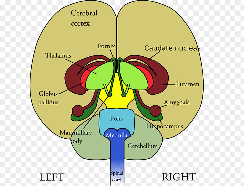 Brain Frontal Lobe Lobes Of The Diagram Human PNG