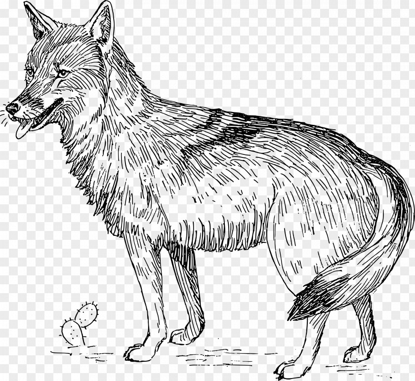 Coyote Animal Illustrations Gray Wolf Clip Art PNG
