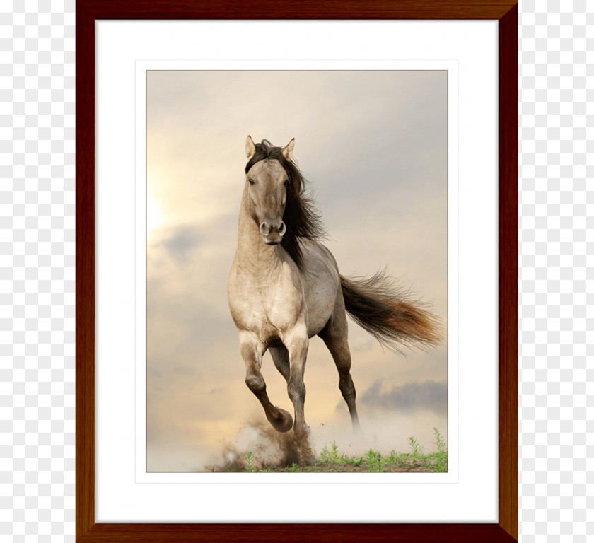 Horse Paper Stallion Tarpan Photography PNG