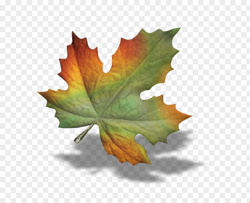 Leaf Autumn PNG